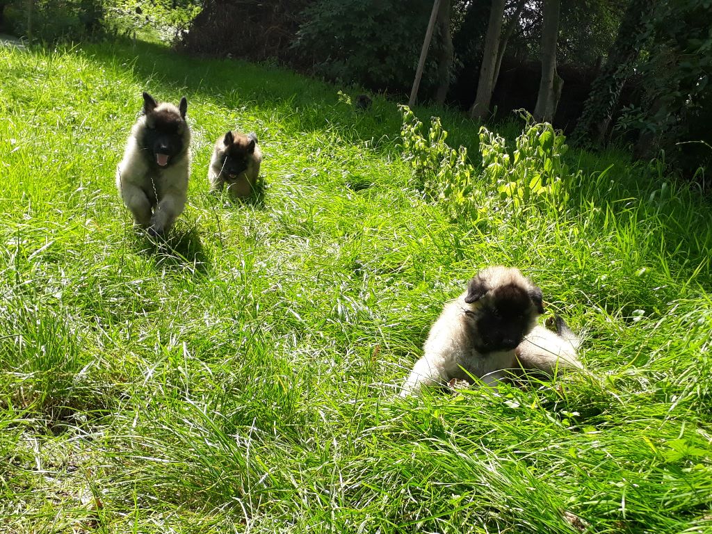 Morningstar Treasure - Les chiots ont 6 semaines et découvrent le jardin!